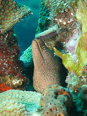 Picture 'Cur1_0_01373 Moray Eel, Curacao'